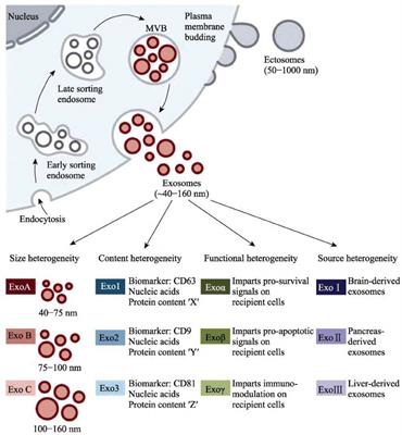 A comprehensive overview of exosome lncRNAs: emerging biomarkers and potential therapeutics in endometriosis